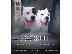 PoulaTo: Dogo Argentino, κουτάβια